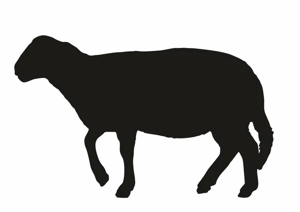 Moutons Silhouette Noire Sur Fond Blanc Animal Ferme Animal Utilitaire — Image vectorielle