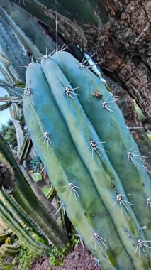 Plante du jardin botanik de las palmas en Espagne a Grande Canaria. Des cactus, des montagnes, des arbres majestueux des fleurs. plantes endemiques. 