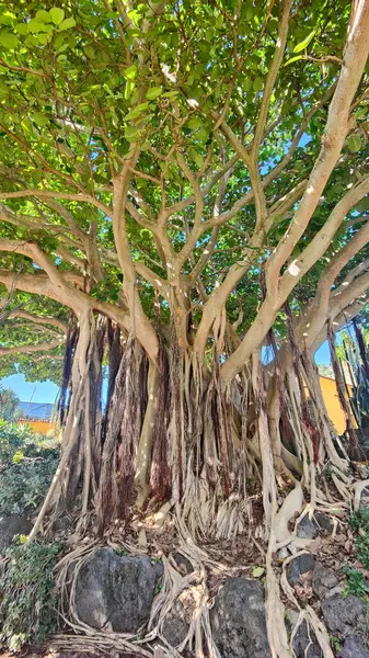 Plante du jardin botanik de las palmas en Espagne a Grande Canaria. Des cactus, des montagnes, des arbres majestueux des fleurs. plantes endemiques. 