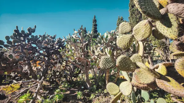 Plante du jardin botanik de las palmas en Espagne a Grande Canaria. Des cactus, des montagnes, des arbres majestueux des fleurs. plantes endemiques. 