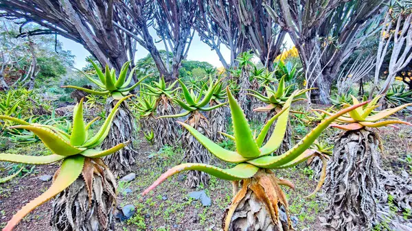 Plante du jardin botanik de las palmas en Espagne a Grande Canaria. Des cactus, des montagnes, des arbres majestueux des fleurs. plantes endemiques. 
