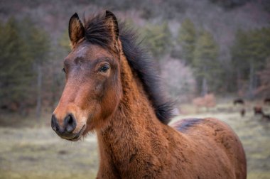 Açık bir tarlada duran görkemli kahverengi bir atın yakın çekimi. Ağaçların arka planı ve doğal manzarası var..