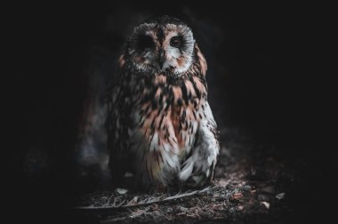 Karanlıktaki gizemli baykuş doğal güzellik ve sükunet sergiliyor, uyanık gözler ve görkemli bir görünüme sahip.