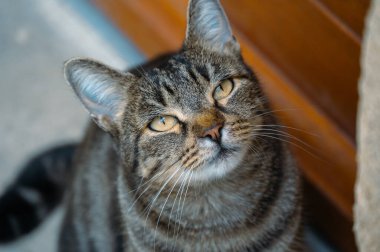 Yakından çekilmiş bir fotoğraf, masum bakışları olan meraklı bir tekir kediyi sıcak ve samimi bir arka fonda sergiliyor.
