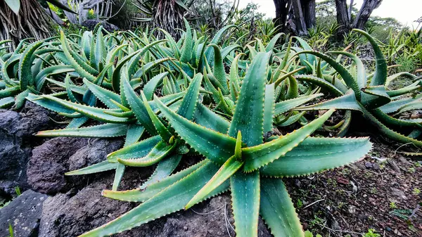 Dikenli yeşil yapraklarını sergileyen sağlıklı, canlı aloe vera bitkileriyle dolu yemyeşil bir bahçe yatağı..
