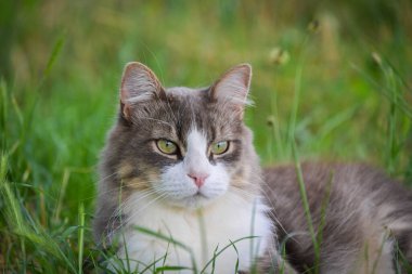 Yumuşak tüylü ve yeşil gözlü sevimli bir kedi arka bahçede huzur içinde dinleniyor, yumuşak kürkünün üzerinde güneşin tadını çıkarıyor.