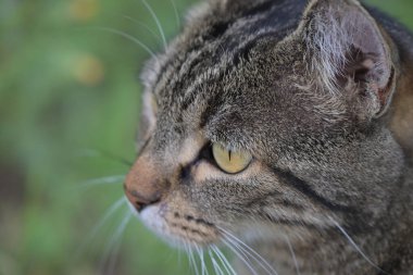 Sarı gözlü, doğal ışıkta sevimli ve huzurlu bir ifade sergileyen bir tekir kedinin yakın çekimi.