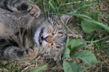 Arka bahçedeki tekir kedi sıcak güneşin altındaki çimlerin üzerinde huzurlu bir anın tadını çıkarıyor, rahat ve kaygısız hissediyor.