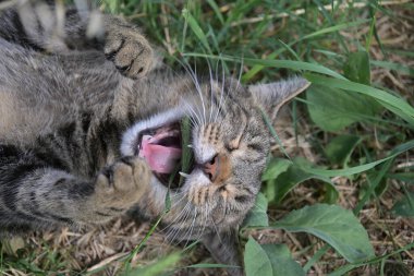 Mutlu bir tekir kedi çimenlerde oynuyor, doğal bir doğa ortamında gerçek kedi sevinci gösteriyor.