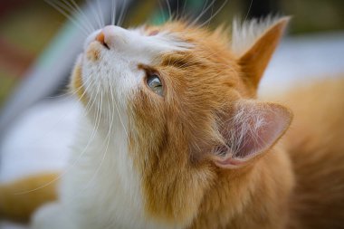 Kürkünde parıltı olan sevimli turuncu ve beyaz bir kedi, yakın plan bir fotoğrafta sakin görünüyor, zarafetle yukarıya bakıyor.