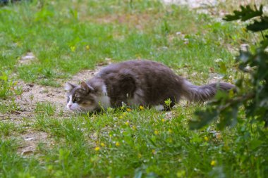 Sarı çiçekli, yeşil yapraklı, çimenlerde çömelmiş tüylü bir kedi, sakin bir açık hava manzarası yaratıyor.