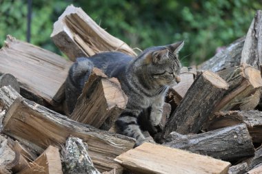 Kırılmış odun parçalarına tüneyen gri tekir kedi, yeşil bir arka planda, canlı bir sahne.