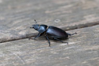 Tahta bir yüzeydeki siyah bir böceğin dış iskeleti ve bacaklarının detaylarını gösteren yakın plan görüntüsü..