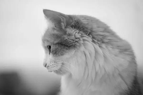 Kürkünde kar taneleri olan tüylü kedi, siyah beyaz portre için poz veriyor, kış aylarında dingin bir cazibe yayıyor.