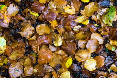 Parkta yaprakları kahverengileşir ve sonbaharda çürür..