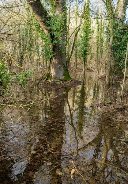 Drzewa Zatopionym Parku Pishiobury Park Hertfordshire Niedaleko Sawbridgeworth Zimowe Opady — Zdjęcie stockowe