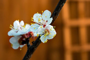 Prunus Aremeniaca ağacından veya kayısı Moorpack 'ten erken bahar çiçekleri