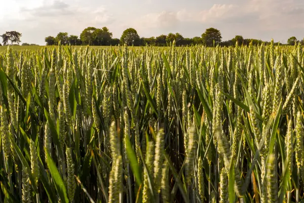 Weizen Bewegt Sich Wind Auf Einem Feld Hertfordshire Stockbild