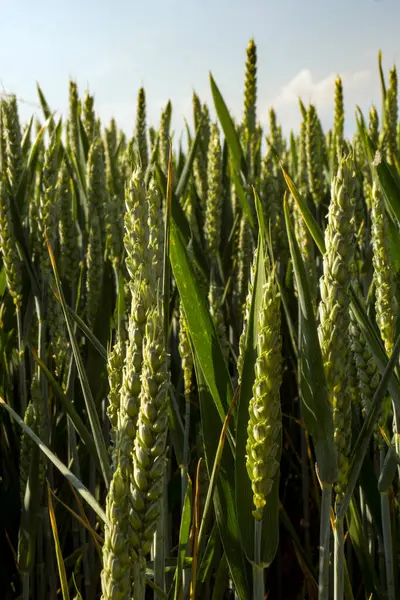 Aufrecht Wachsender Weizen Der Spätsommersonne Auf Einem Feld Hertfordshire lizenzfreie Stockbilder