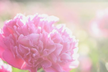 Pink peony flower against the rays of the rising sun on summer day in summer garden