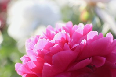 Pink peony flower in rays of the rising sun on summer day. Macro. Peony close-up on warm sunny day. Selected focus