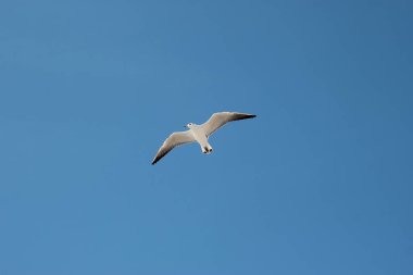 Seagull gracefully soars against clear blue sky on a sunny day, embodying freedom and tranquility clipart