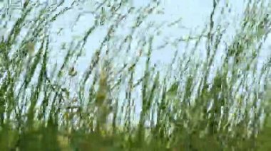 Rüzgardaki çimenler