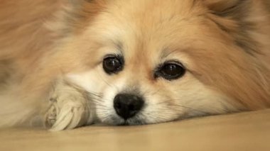  çiçekler penceresiyle