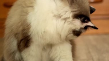 Bir kedinin portresi