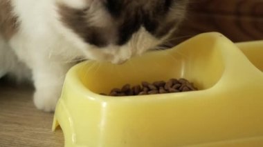  çiçekler penceresiyle