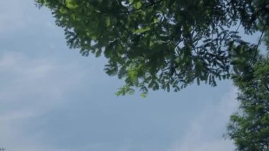  çiçekler penceresiyle