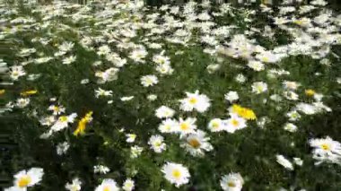  çiçekler penceresiyle