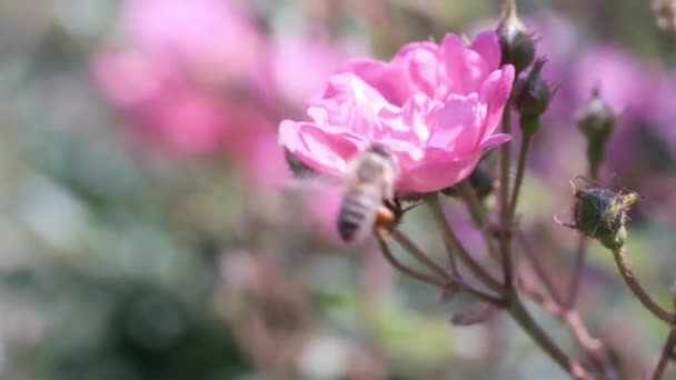 Biene Pflückt Pollen Rosenblüten — Stockvideo
