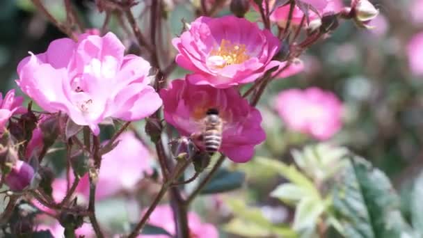 Biene Pflückt Pollen Rosenblüten — Stockvideo