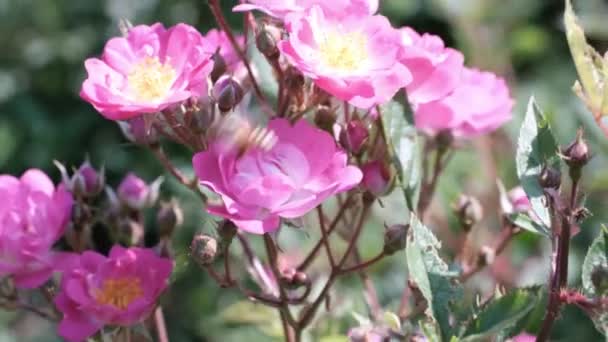 蜜蜂在玫瑰花中采蜜 — 图库视频影像