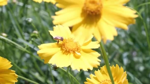 Biene Auf Gelber Blume — Stockvideo