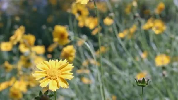 Flores Amarelas Campo — Vídeo de Stock