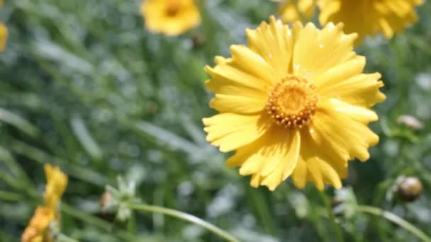 Flores Amarelas Jardim — Vídeo de Stock