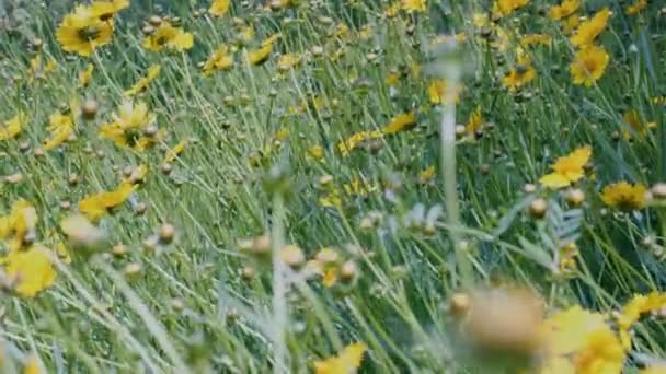 Flores Amarelas Grama — Vídeo de Stock