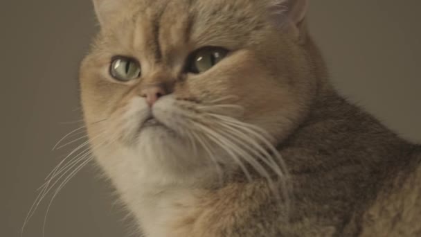 Закрыть Кошку — стоковое видео