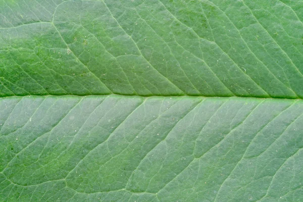 나뭇잎의 부분적 — 스톡 사진