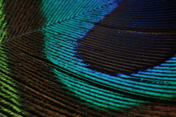 beautiful color feathers for background. close - up.