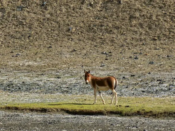 Dağlarda bir geyik