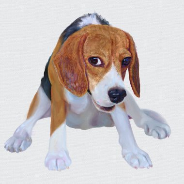 Yakışıklı Yağlı Boyalı Beagle 'ın komik oturma pozisyonu, Dijital el boyası.