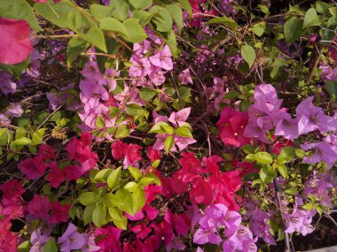 Yeşil yapraklı Bougainvillea çiçeği. Bahçede çiçek açan kağıt çiçek..