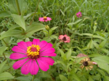 Pink Zinnia Elegans flower on green leaves background. Blooming Common Zinnia flower in the garden.