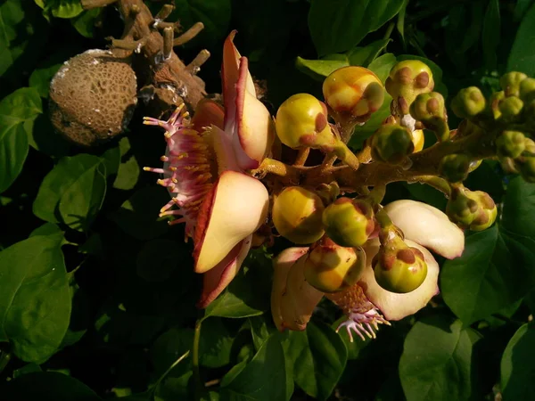 Zbliżenie Armatni Kwiat Drzewa Świątyni Kwitnący Kwiat Couroupita Guianensis Ogrodzie — Zdjęcie stockowe