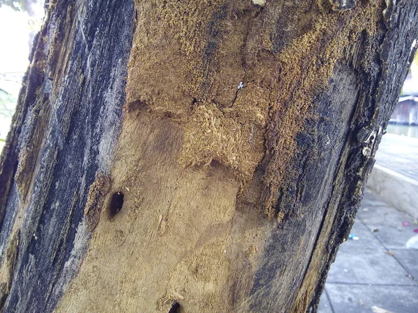 손상된 나무껍질의 질감을 정원에 닫는다 나무줄기 — 스톡 사진