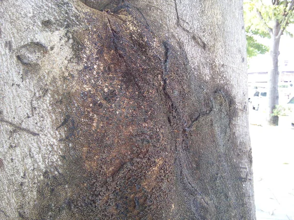 정원에서 나무껍질의 질감을 클로즈업하는 — 스톡 사진