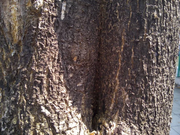 Zbliżenie Tekstury Kory Drzewa Ogrodzie — Zdjęcie stockowe